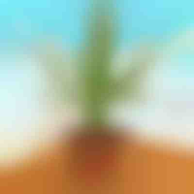 El divertidísimo cactus DANCETUS