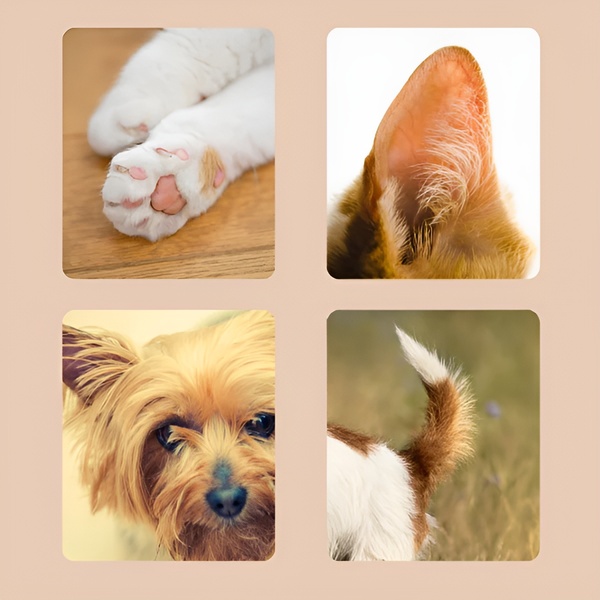PAWTRIMI15100